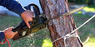 Best Commercial Tree Services  in Charleston, MO